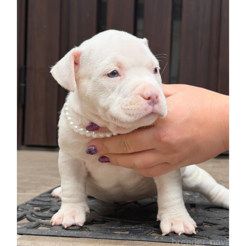 販売中の香川県のアメリカンブリー-454549の2枚目