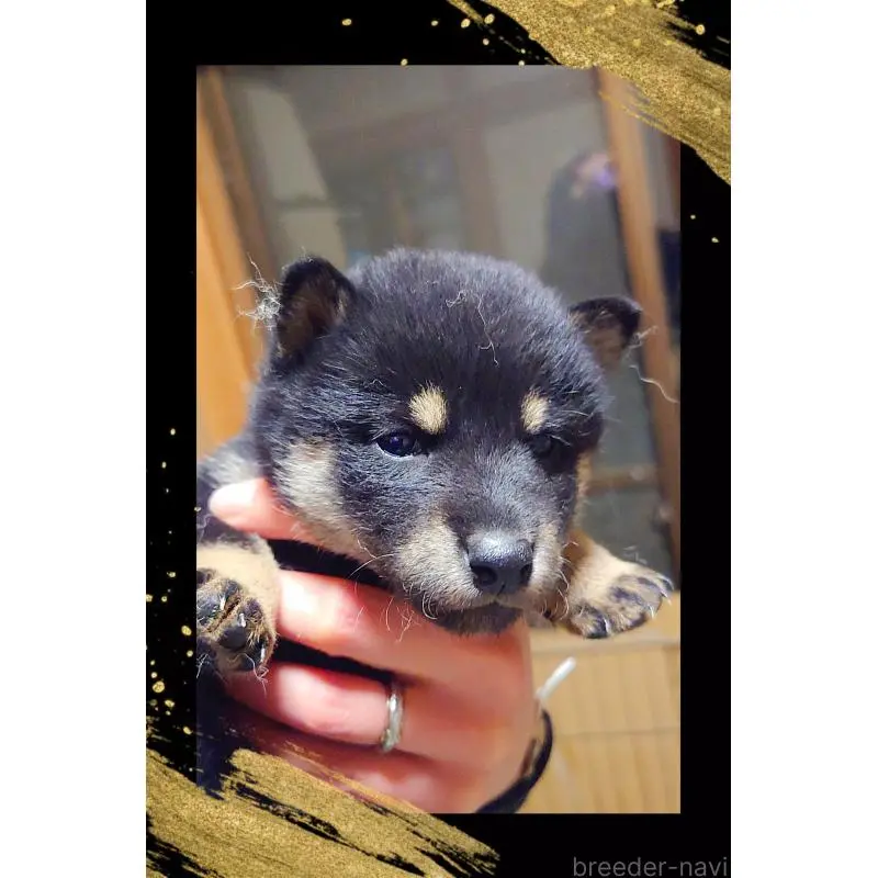 販売中の栃木県の柴犬-454548の5枚目