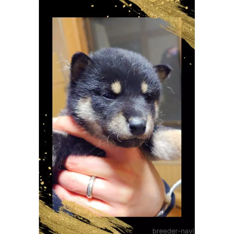 販売中の栃木県の柴犬-454548の4枚目