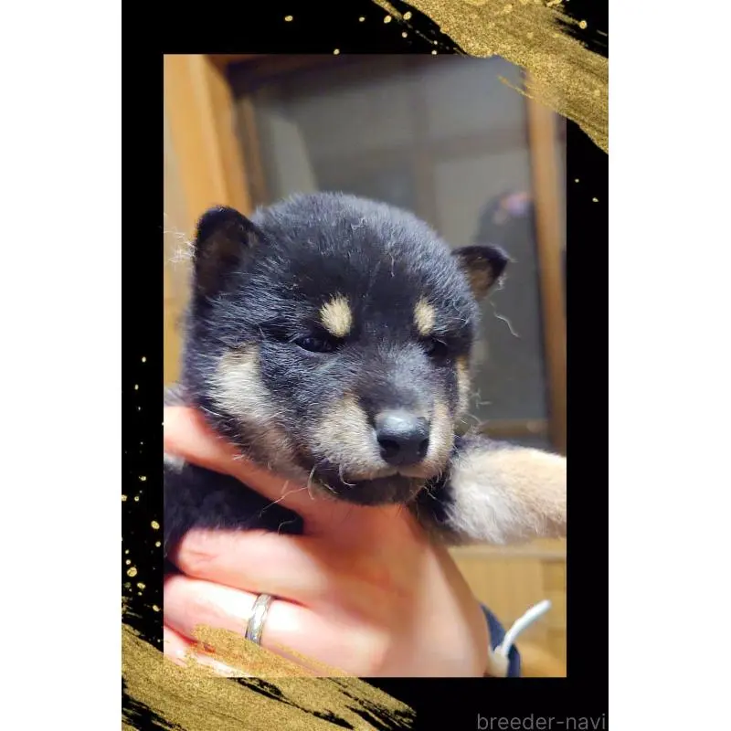 販売中の栃木県の柴犬-454548の3枚目