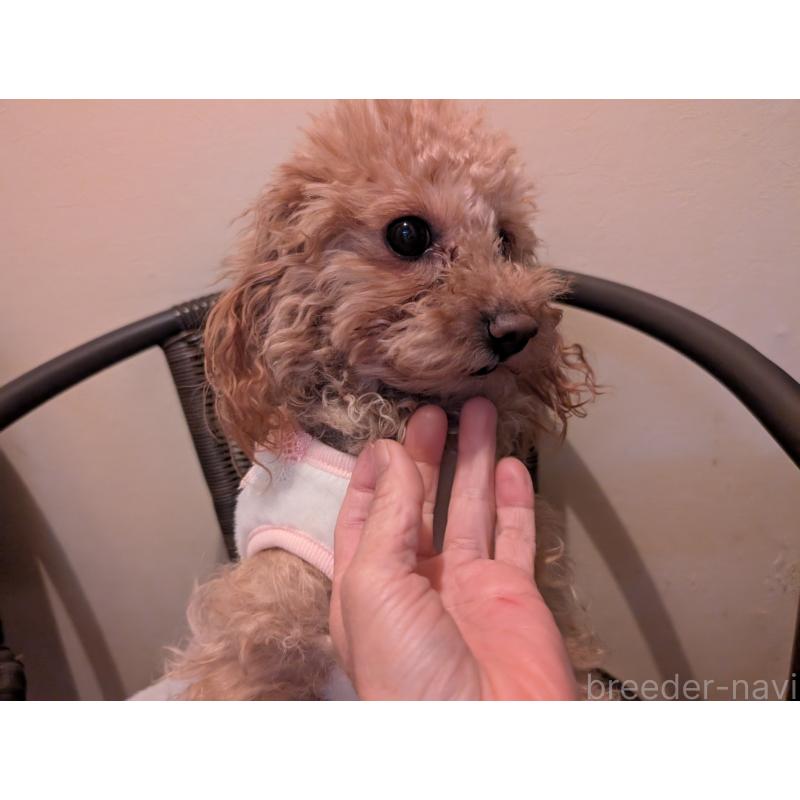販売中の東京都のトイプードル-454554の6枚目