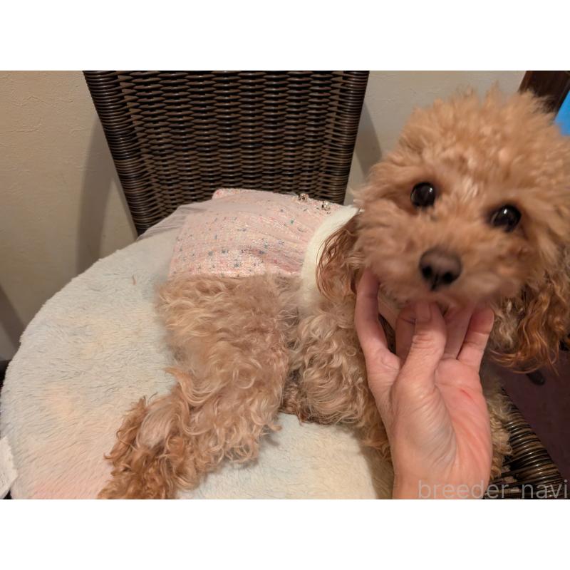 販売中の東京都のトイプードル-454554の5枚目