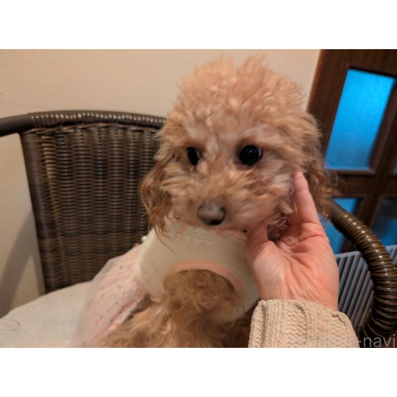 販売中の東京都のトイプードル-454554の4枚目