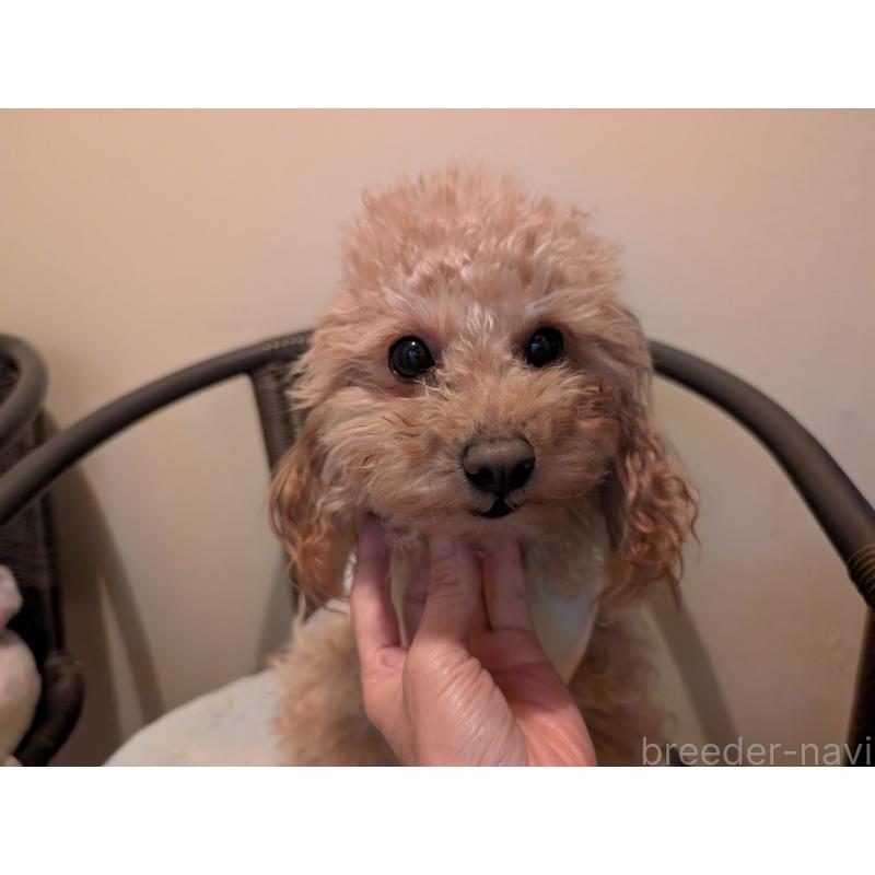 販売中の東京都のトイプードル-454554の3枚目
