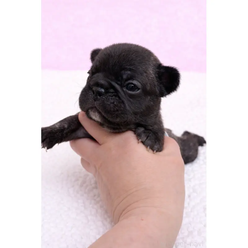 販売中の香川県のフレンチブルドッグ-454550の4枚目