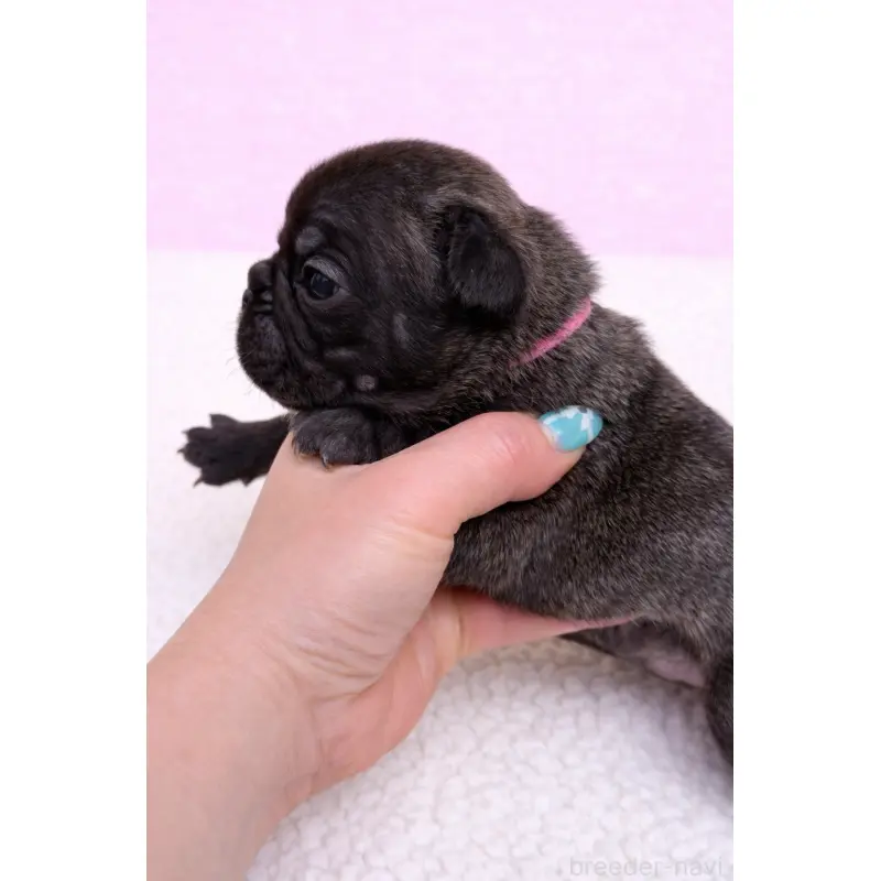 販売中の香川県のフレンチブルドッグ-454550の3枚目