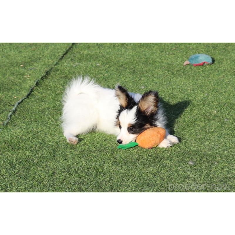 販売中の栃木県のパピヨン-441670の3枚目