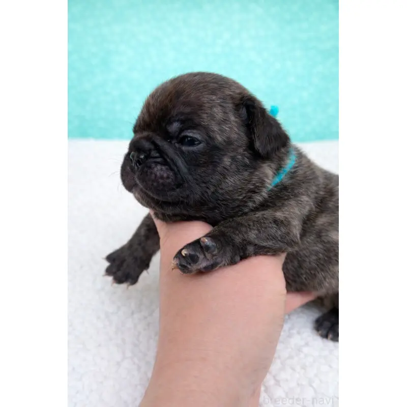 販売中の香川県のフレンチブルドッグ-454551の3枚目