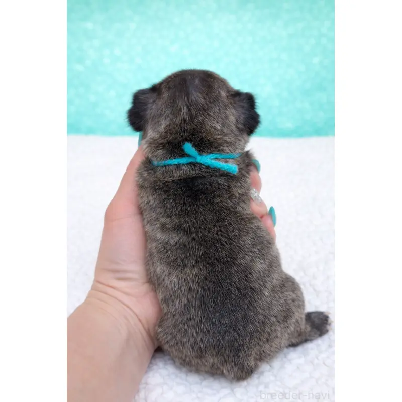 販売中の香川県のフレンチブルドッグ-454551の2枚目