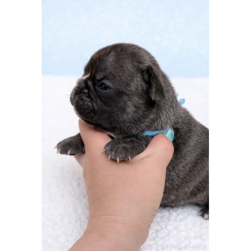 販売中の香川県のフレンチブルドッグ-454552の3枚目