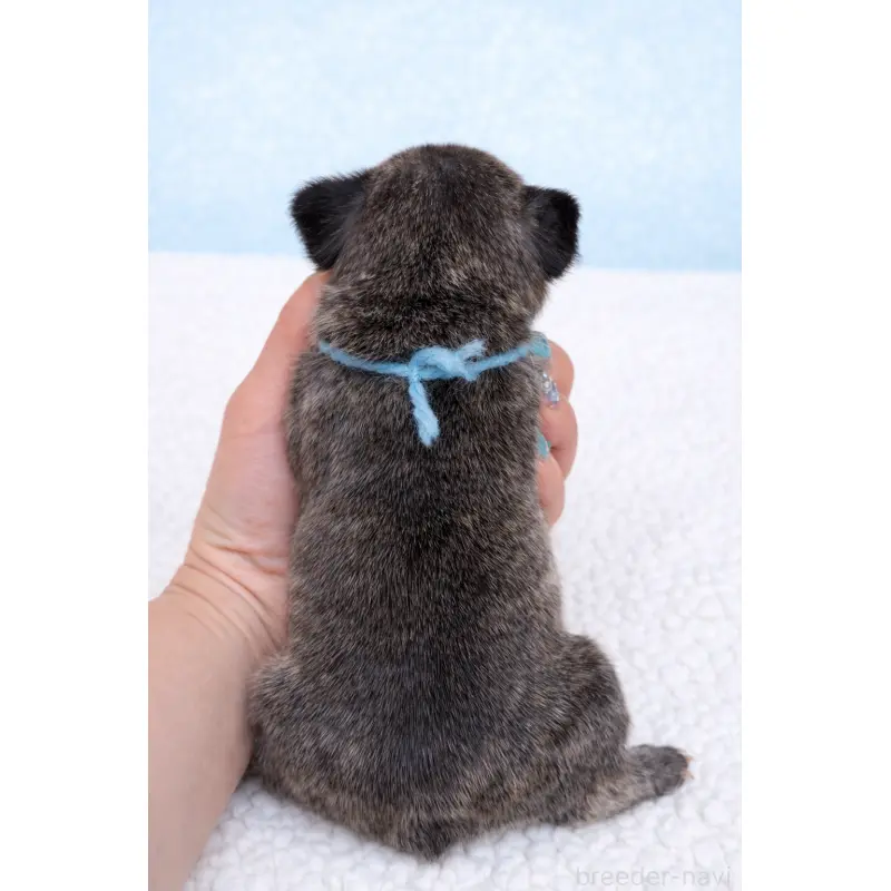 販売中の香川県のフレンチブルドッグ-454552の2枚目