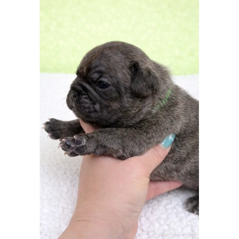 販売中の香川県のフレンチブルドッグ-454553の3枚目