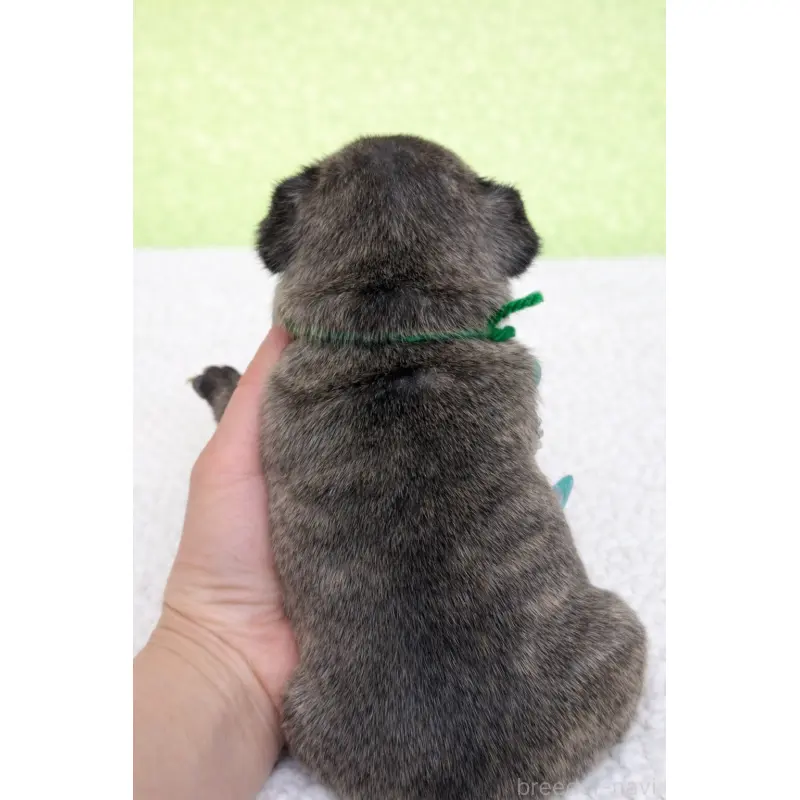 販売中の香川県のフレンチブルドッグ-454553の2枚目