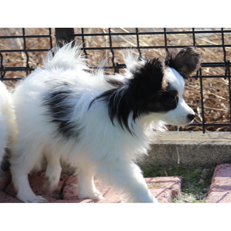 販売中の栃木県のパピヨン-441672の3枚目