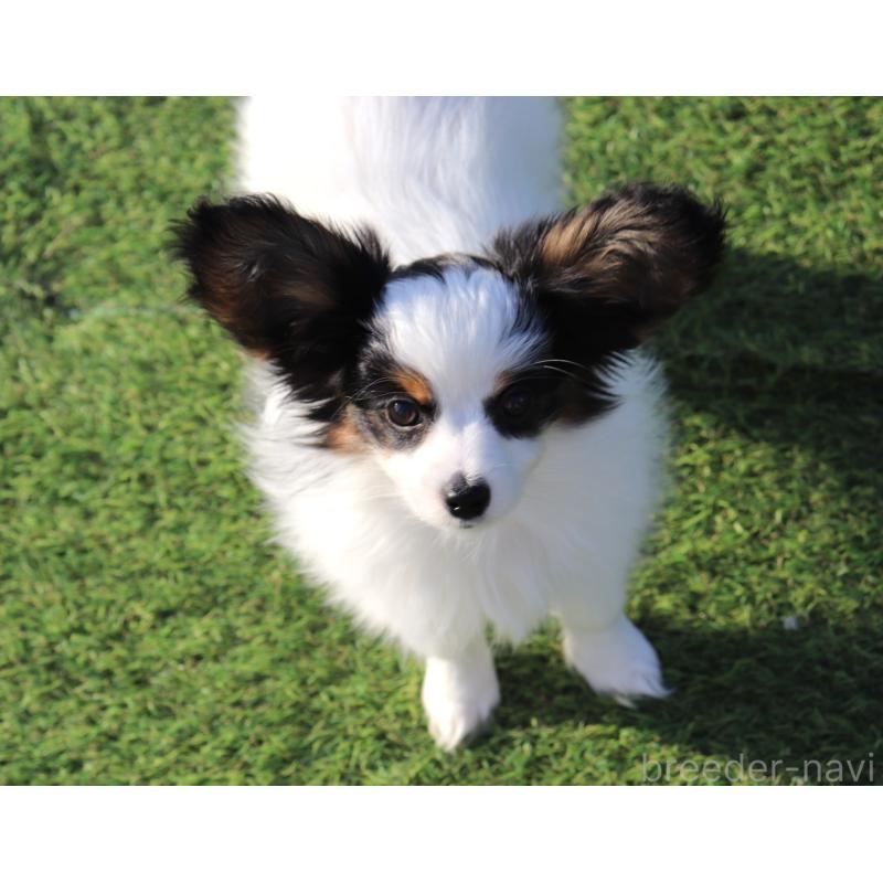 販売中の栃木県のパピヨン-441672の2枚目