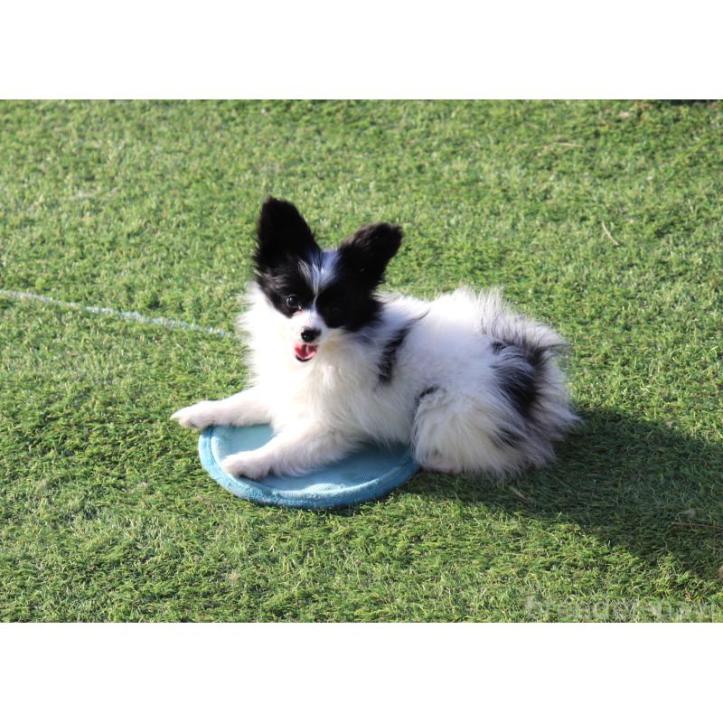 販売中の栃木県のパピヨン-454569の5枚目