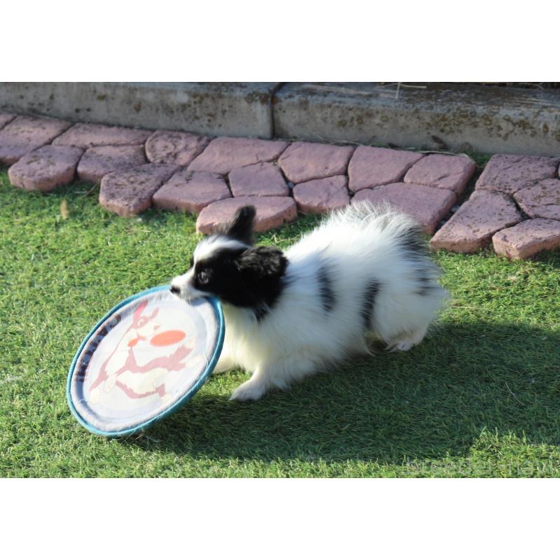 販売中の栃木県のパピヨン-454569の4枚目