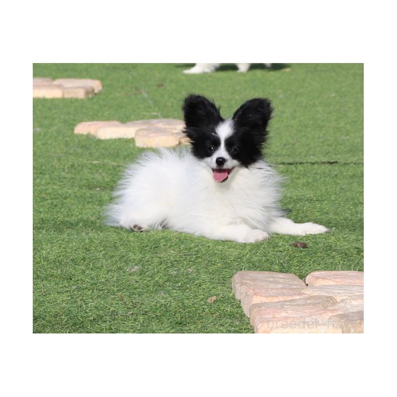 販売中の栃木県のパピヨン-454569の3枚目