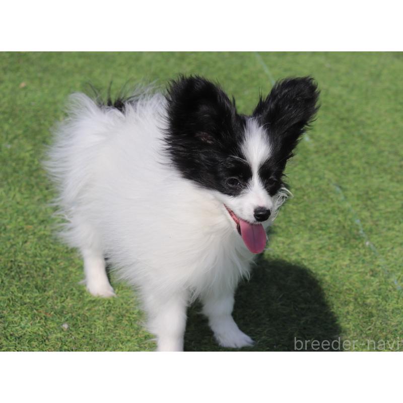 販売中の栃木県のパピヨン-454569の2枚目