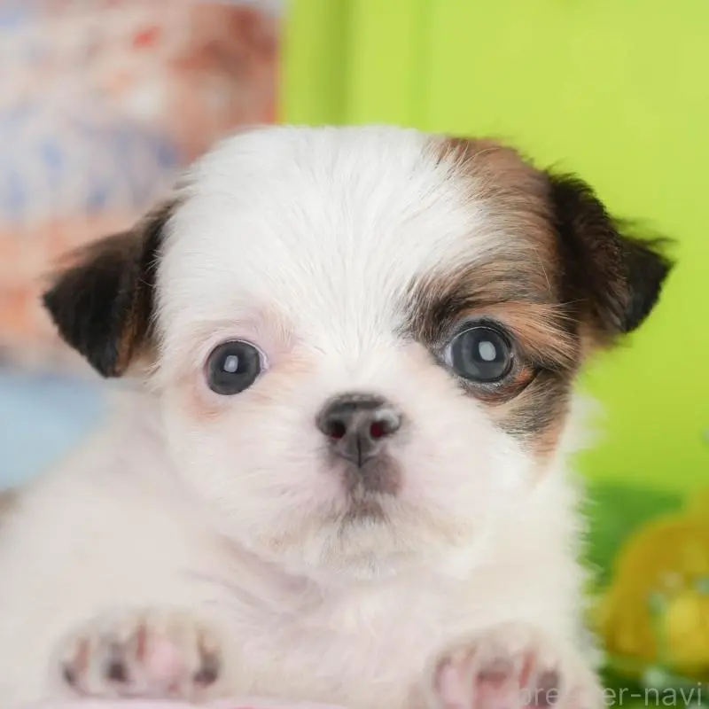 ♂︎チワズー:チワワ×シーズー