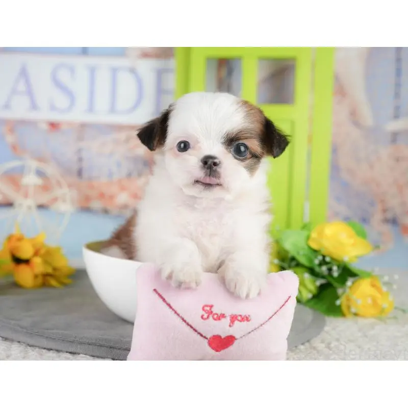 販売中の神奈川県のチワズー:チワワ×シーズー-454555の15枚目