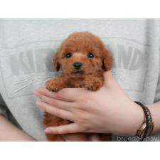 ♀︎トイプードル