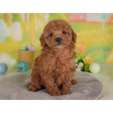 ♀︎トイプードル