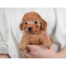 ♀︎トイプードル