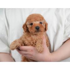 ♀︎トイプードル