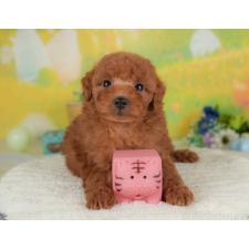 ♀︎トイプードル