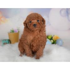 ♀︎トイプードル