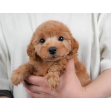 ♀︎トイプードル