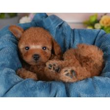 ♀︎トイプードル