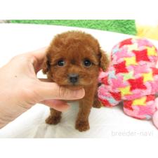 ♀︎トイプードル