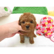 ♀︎トイプードル