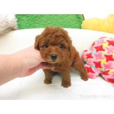 ♀︎トイプードル