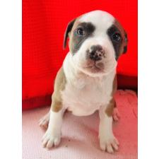 ♀︎アメリカンピットブルテリア