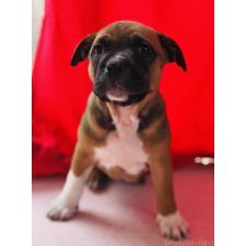 ♀︎アメリカンピットブルテリア