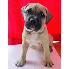 オンライン見学