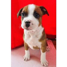 ♀︎アメリカンピットブルテリア