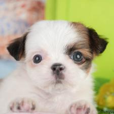 ♀︎チワズー:チワワ×シーズー