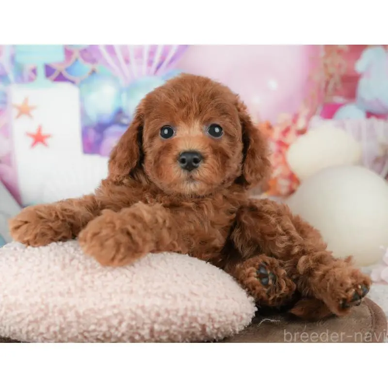 販売中の神奈川県のトイプードル-454558の15枚目