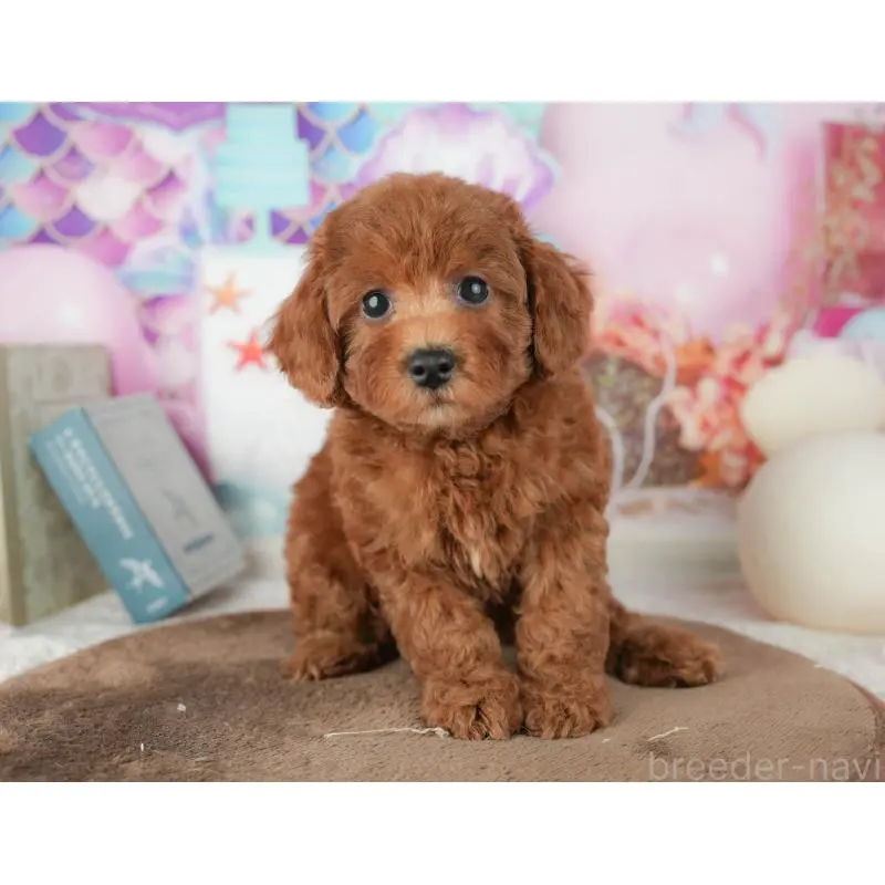 販売中の神奈川県のトイプードル-454558の14枚目