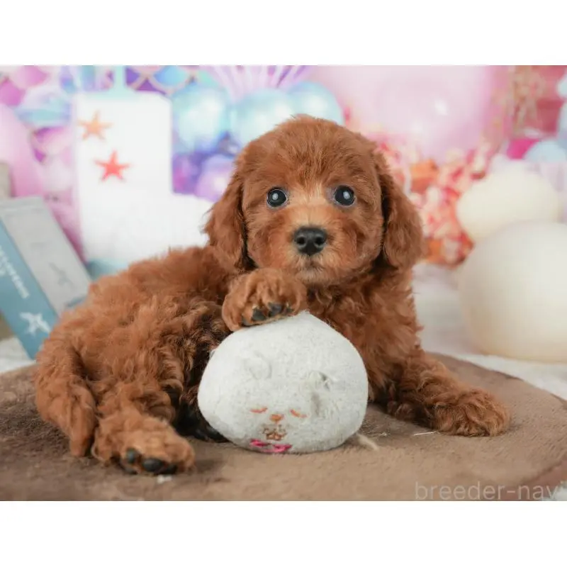 販売中の神奈川県のトイプードル-454558の11枚目