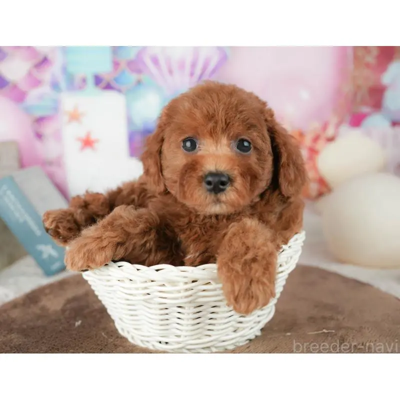 販売中の神奈川県のトイプードル-454558の10枚目