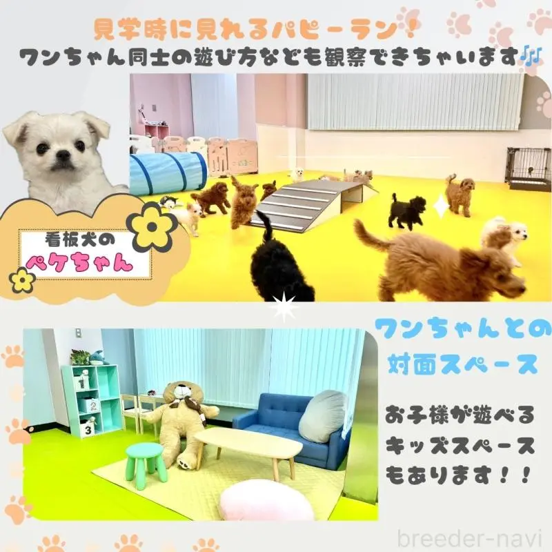 販売中の神奈川県のトイプードル-454558の7枚目