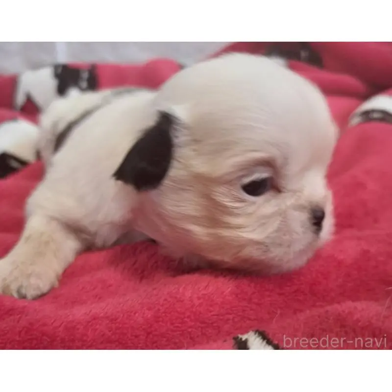 販売中の愛知県のシーズー-454559の4枚目