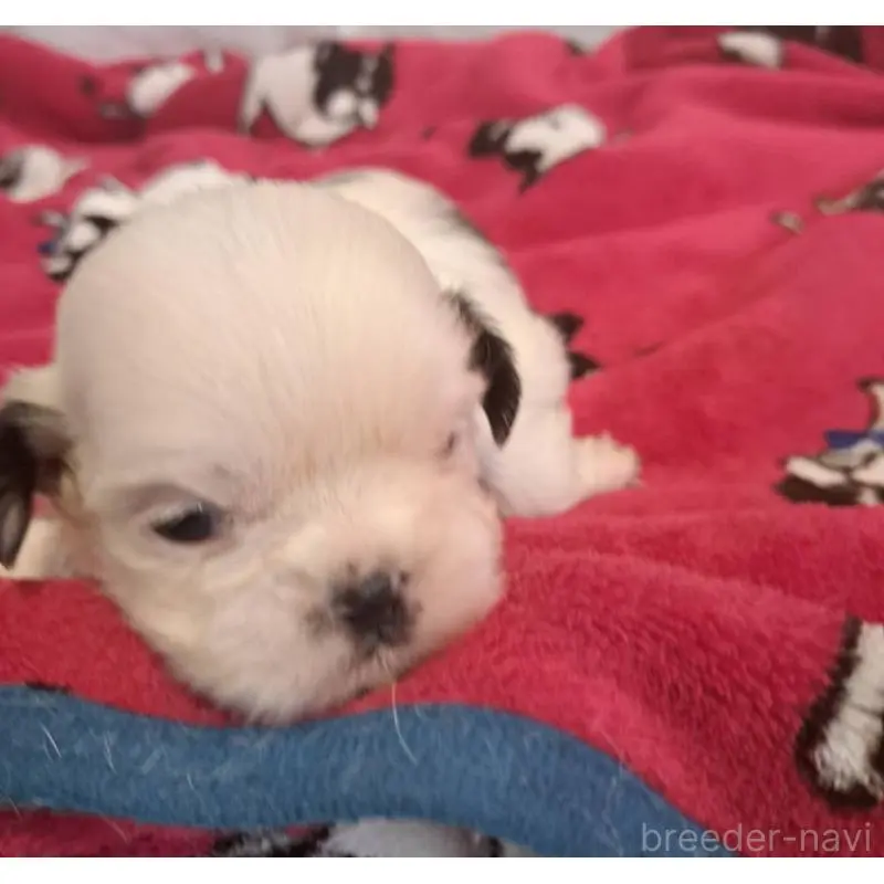 販売中の愛知県のシーズー-454559の3枚目