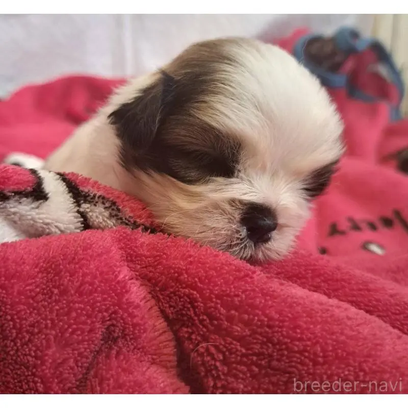 販売中の愛知県のシーズー-454560の4枚目