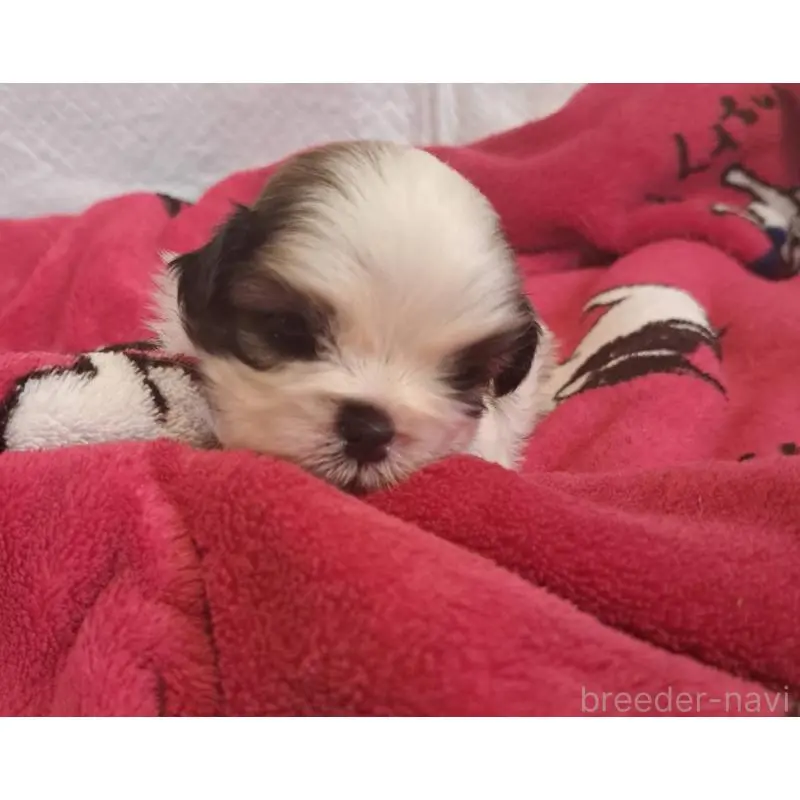 販売中の愛知県のシーズー-454560の3枚目